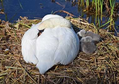 Swan and cygnets