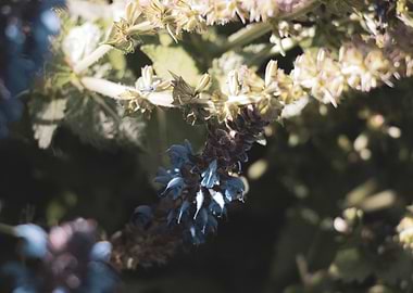 Blue and green blossom