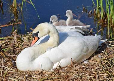 Swan and two cygnets