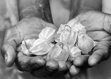 Gooseberries in mans hand