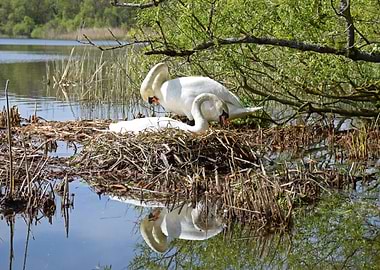 nesting swans