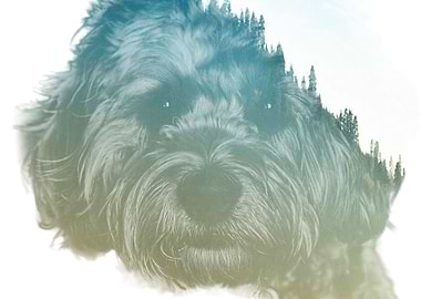 Cockapoo out of Trees