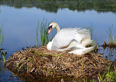 Swan on nest