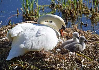 Swan and two cygnets