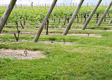 Vineyard Wine Rows Grape A