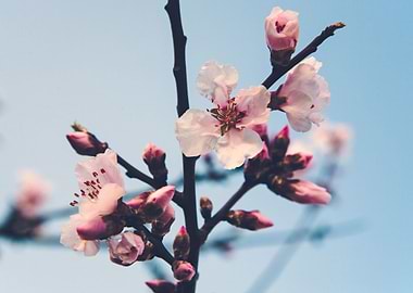Blossoms 06