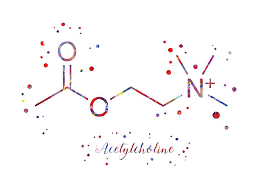 Acetylcholine molecule