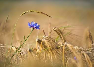 Cornflower