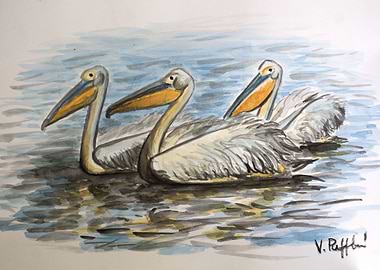 Three pelecans in water