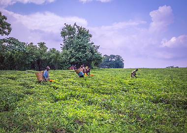 Agricultural tea fields