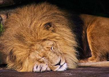 Sleeping Lion