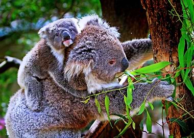 Momma and baby koalas