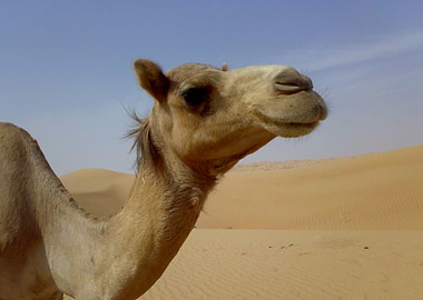 Camels In The Desert