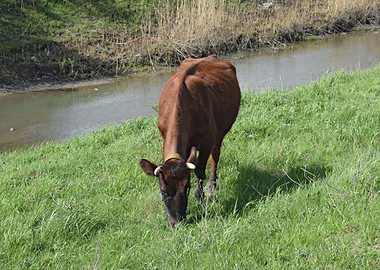 Cow Grazing On The Riverba