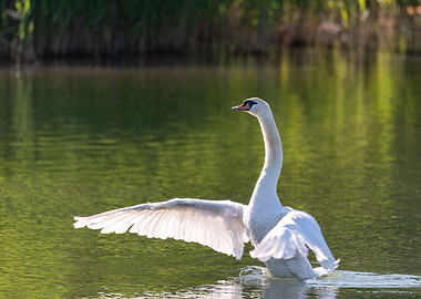 Big white swan flaps its w