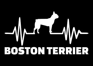 Boston Terrier