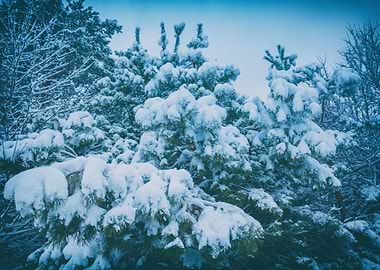 Background Beautiful Beaut