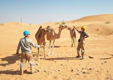 Camels In The Desert