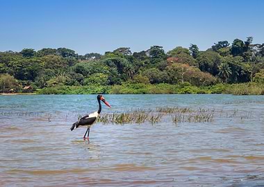 Two saddle billed stork