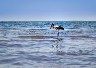 Two saddle billed stork