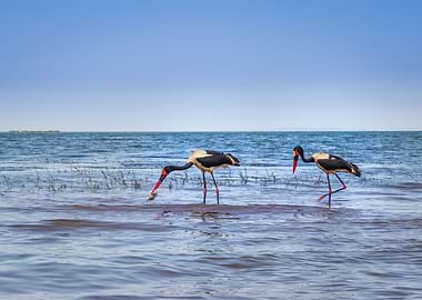 Two saddle billed stork