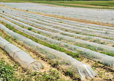 Agricultural Agriculture B