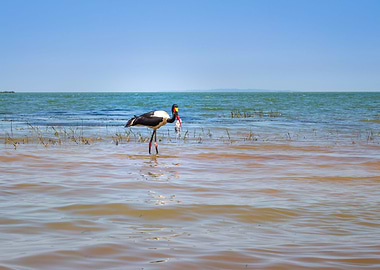Two saddle billed stork