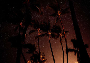 Night Palm
