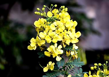 Yellow Flowers