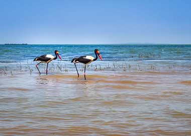 Two saddle billed stork