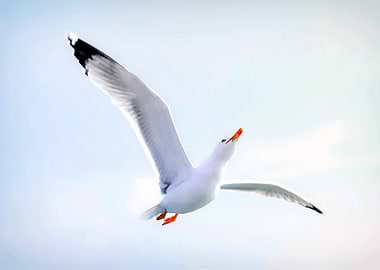 A seagull in flight