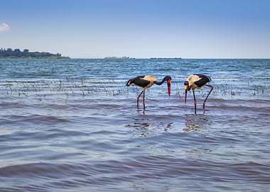 Two saddle billed stork