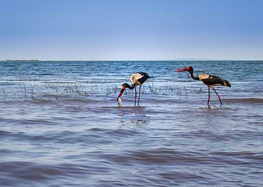 Two saddle billed stork