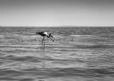 Two saddle billed stork