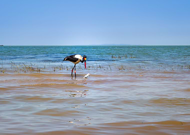 Two saddle billed stork