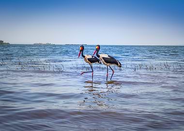Two saddle billed stork