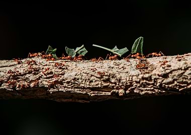Ants
