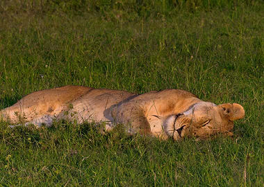 Lion Sleeping