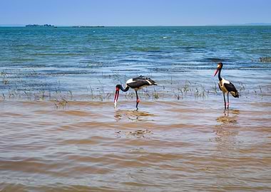Two saddlebilled storks