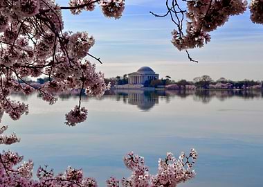 Cherry Blossoms Dome