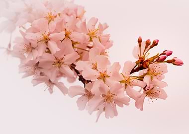 PInk Cherry Blossom Branch