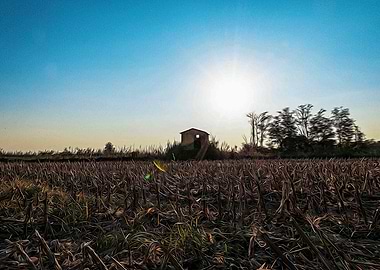 Fallow field in Lomellina