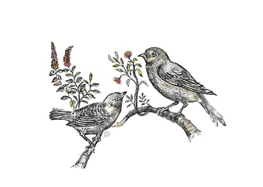 Vintage Birds Line Art