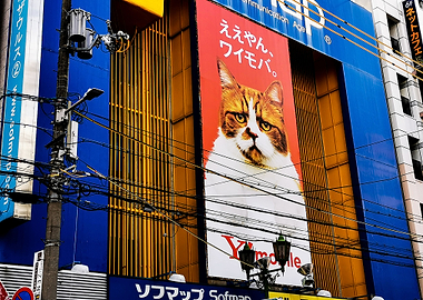 A cat in Osaka