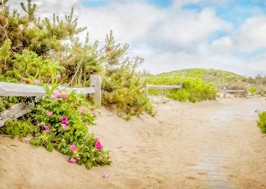 Roses at Marconi Beach