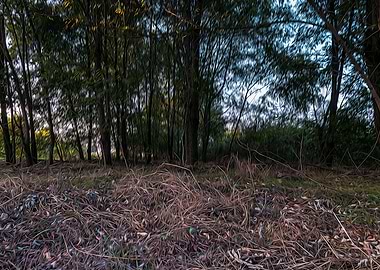 Fallow field in Lomellina