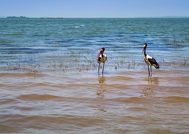 Two saddlebilled storks