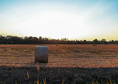 Fallow field in Lomellina