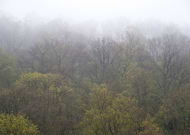 Forest German Germany Gree