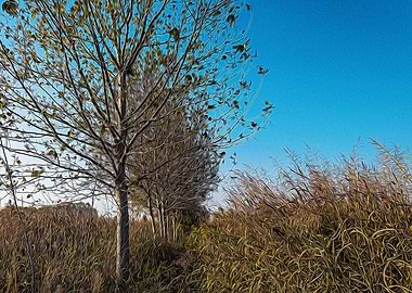 Fallow field in Lomellina